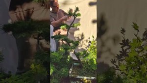 Формирование ветвей бонсаи лиственницы
