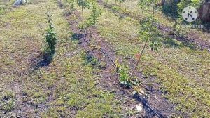 #садмечты Как пересадить взрослые яблони. Результат н?