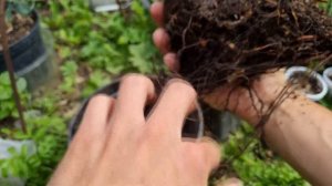 Атласский кедр. 4 года. Корневая система.