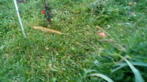 Лучший посевной медонос -  белый лофант