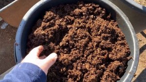 Как правильно высаживать голубику, контейнерное выра?