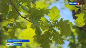 500-летний дуб из Белгородской области претендует на зв