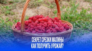 Секреты щедрого урожая: почему садоводы срезают малину под ноль — неожиданный метод!