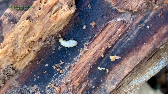 ПОСЛЕДСТВИЯ УРАГАНА - 03 Проделки термитов #термиты #Чи? смотреть онлайн