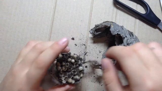 Пчелиный улей внутри. смотреть онлайн