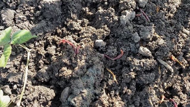 ОРГАНИЧЕСКОЕ УДОБРЕНИЕ для сада и огорода. Откуда они смотреть онлайн