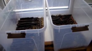 Укоренение черенков во мхе сфагнуме.