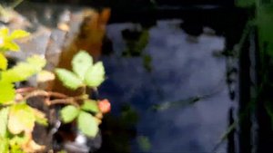 Княженика - сорт София.Сравнение естественной с клони?