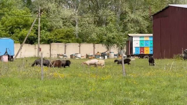 Готовимся к переезду на белую акацию, Краснодарский к? смотреть онлайн