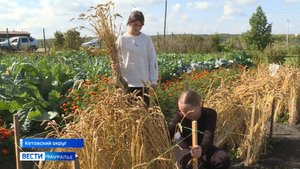 В Митинской средней школе дети собирают урожай