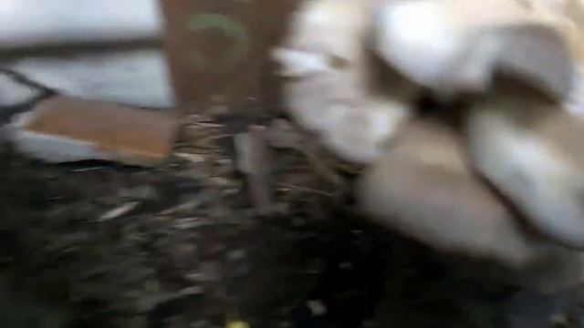 Вешенка на пне, 2-й год плодоношения смотреть онлайн