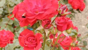 Роза флорибунда Джой 🌿 флорибунда роза Джой обзор: ка