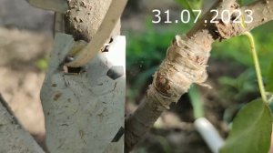 grafting a tree // прививка дерева весной голландский метод