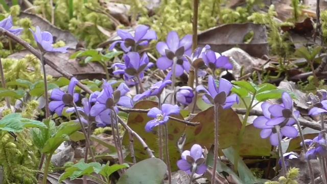 Белый, жёлтый, голубой - именно так сейчас выглядит лес смотреть онлайн