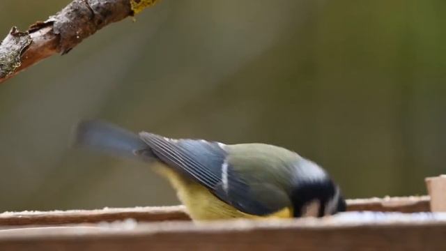 Скворечник смотреть онлайн