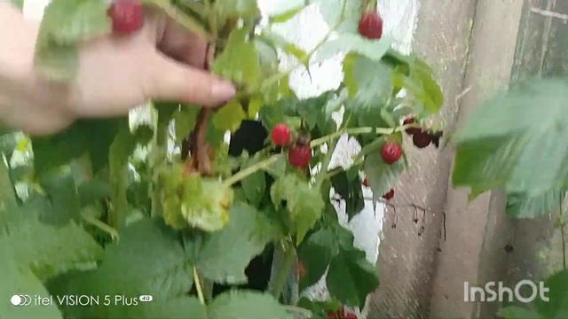 малина ремонтантная цветет и плодоносит круглый год смотреть онлайн