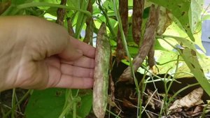 КУРЫ СНЕСЛИ 1000 ЯИЦ!/ СПЕЛАЯ ДЫНЯ/ СБОР ФАСОЛИ/ 12.08.2023 г.