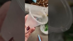 Грунт для укоренения крассул (денежное дерево) и сукку