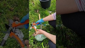 Как обеззаразить садовый инструмент. Экспресс метод в