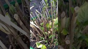 Белая Гортензия / Уход / Опоры для гортензии