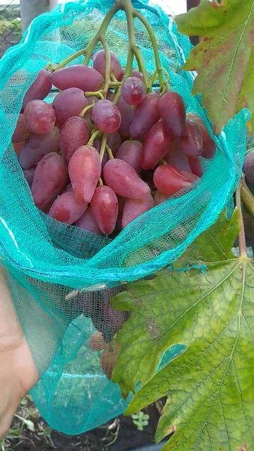 Дубовский розовый смотреть онлайн