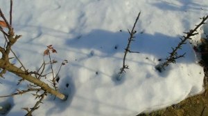 НЕ ПЕРЕПУТАЙТЕ! Как выглядят плодовые почки на разных