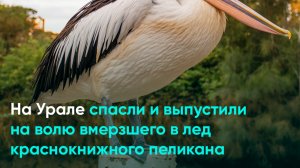 На Урале спасли и выпустили на волю вмерзшего в лед краснокнижного пеликана
