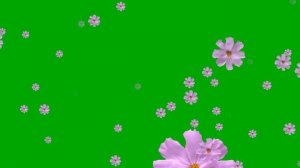 Фон-Футаж на хромакее 🌸 Фейерверк цветов весенних🌸?