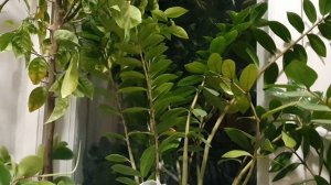 Унылой осени стежки...