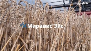 Эффективная защита зерновых культур препаратами комп