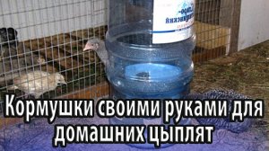 Кормушки своими руками для домашних цыплят