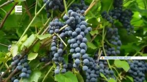 На юге Красноярского края прогнозируют обильный урожай фруктов