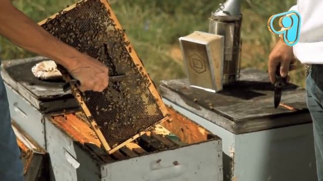 ТВ программа "Бизнес с нуля": 1 сезон, 19 серия (22) Мёд смотреть онлайн