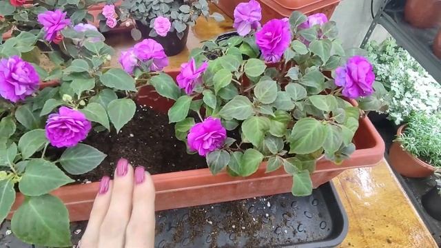 Высаживаю бальзамины на пмж. Ньансы правильной переса смотреть онлайн