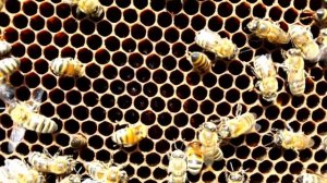 От ПАКЕТА ПЧЕЛ До ФЛЯГИ МЕДА | Пчелопакет | Пчелы начин?