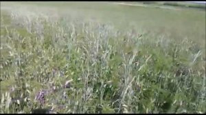 Бинарный посев озимой пшеницы и озимой вики - варианты