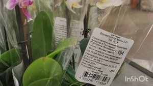 Свежий завоз орхидей в ОБИ, Мега Белая Дача🔥#обзор#2025#