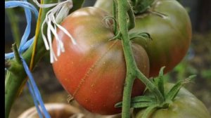 ТОМАТ УГЛЕРОД (CARBON). МИНИ-ОБЗОР