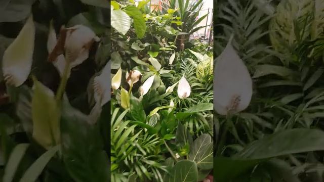 Обзор растений (цветочного отдела)в Гипермаркете Глоб