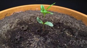 ЭКСПЕРИМЕНТ: ВОЗМОЖНО ЛИ ВЫРАСТИТЬ ЯБЛОНЮ ИЗ СЕМЕЧКИ