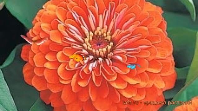 Цинния обыкновенная Корал 🌿 обыкновенная цинния Кор? смотреть онлайн