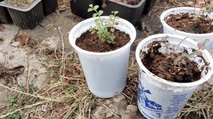 Брусника и черника из семян. Приросты за сезон.