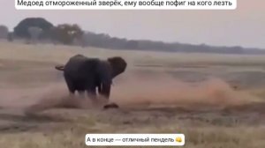 Борзый медоед и африканский слон