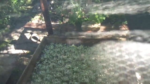 Белый лекарь спасет. Собирай, суши - пока не поздно. смотреть онлайн