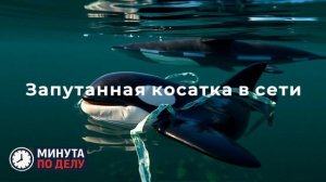 Спасатель рассказала о сложностях при поиске семьи косатки на Камчатке