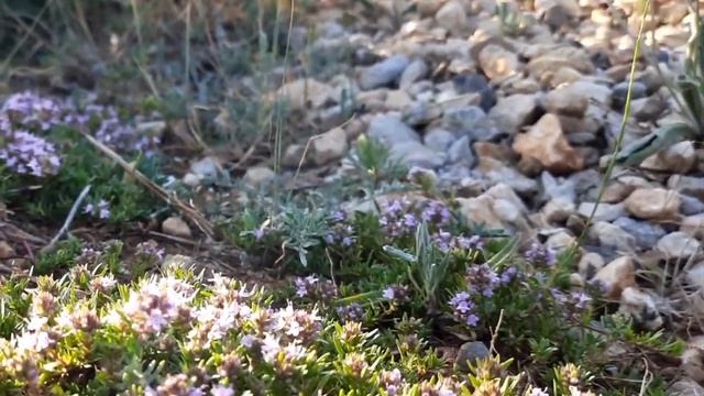 Пчеловодство в Крыму смотреть онлайн