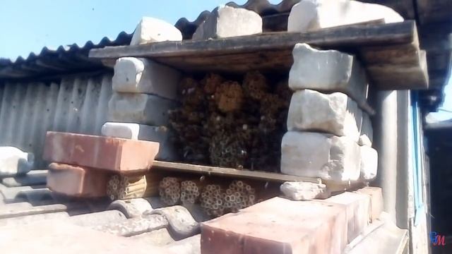 Осмия руфа Osmia rufa смотреть онлайн