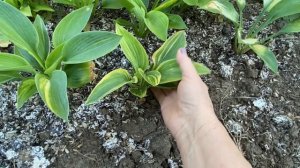 ДЕСЯТЬ ЛУЧШИХ СОРТОВ ХОСТ В МОЕМ САДУ🌞3-я часть .