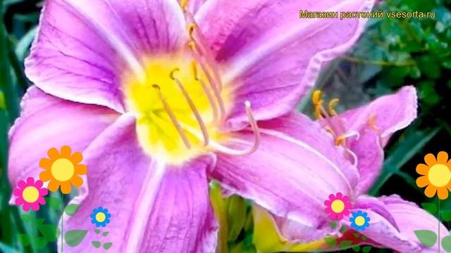 Лилейник гибридный Прейри Блу Айз. Краткий обзор, опис смотреть онлайн