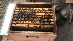 Советы опытного пчеловода. Установка пластин "Варолом